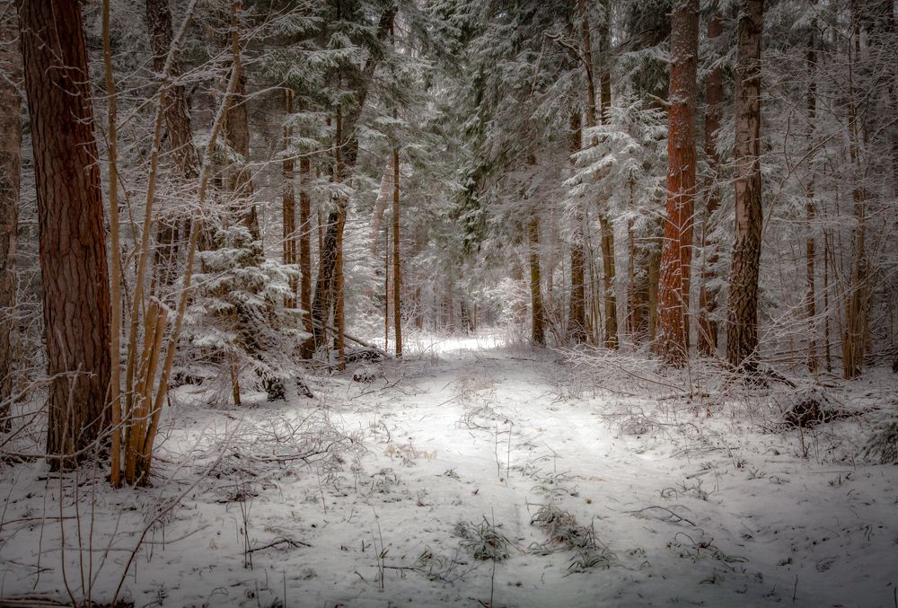 Photograph by andrei zorin