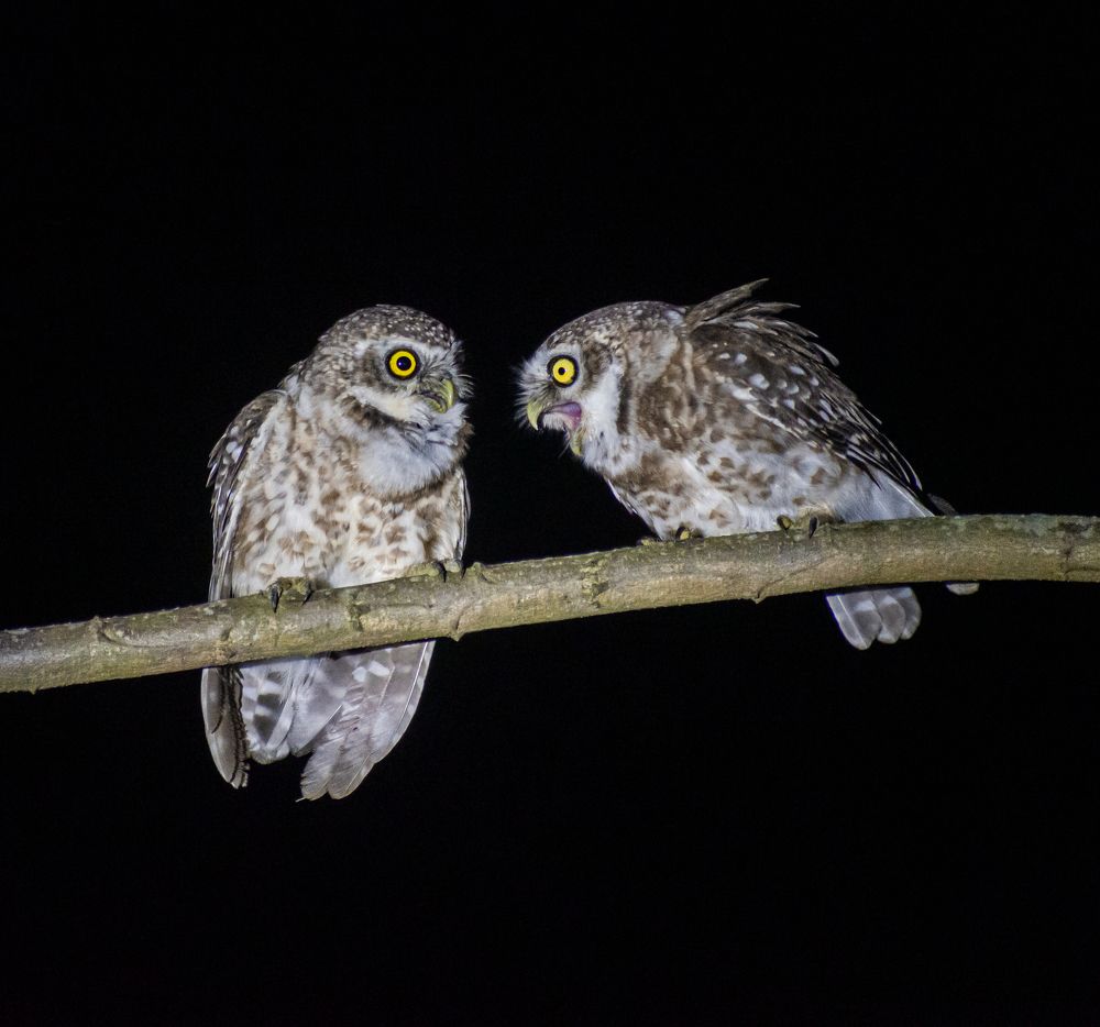 Фотография автора Nirnay Acharya