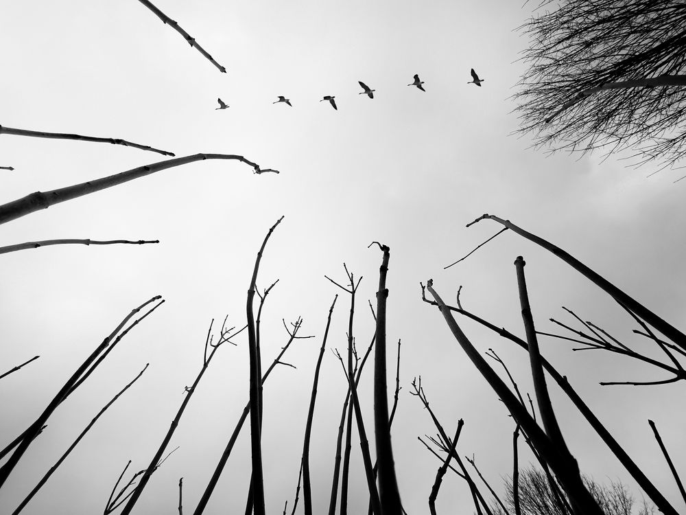 Reaching out the skies