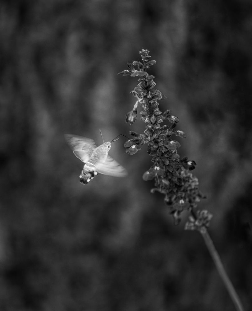 Photograph by Leanid Kulpo