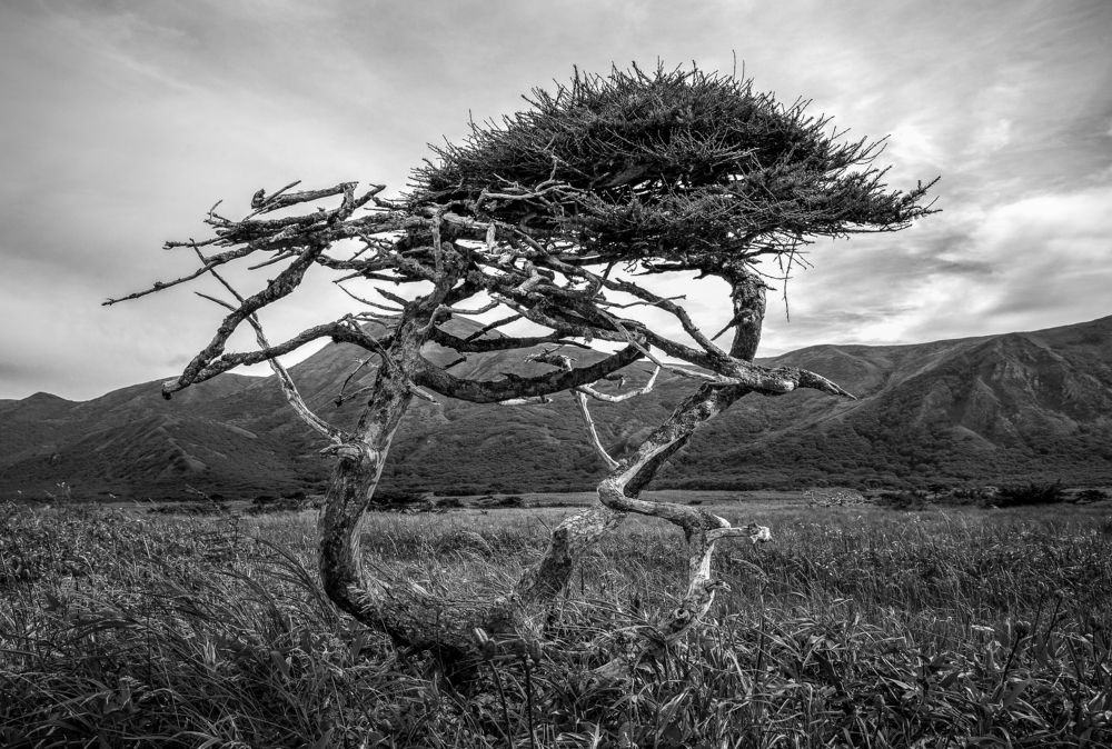 Курильский бонсай