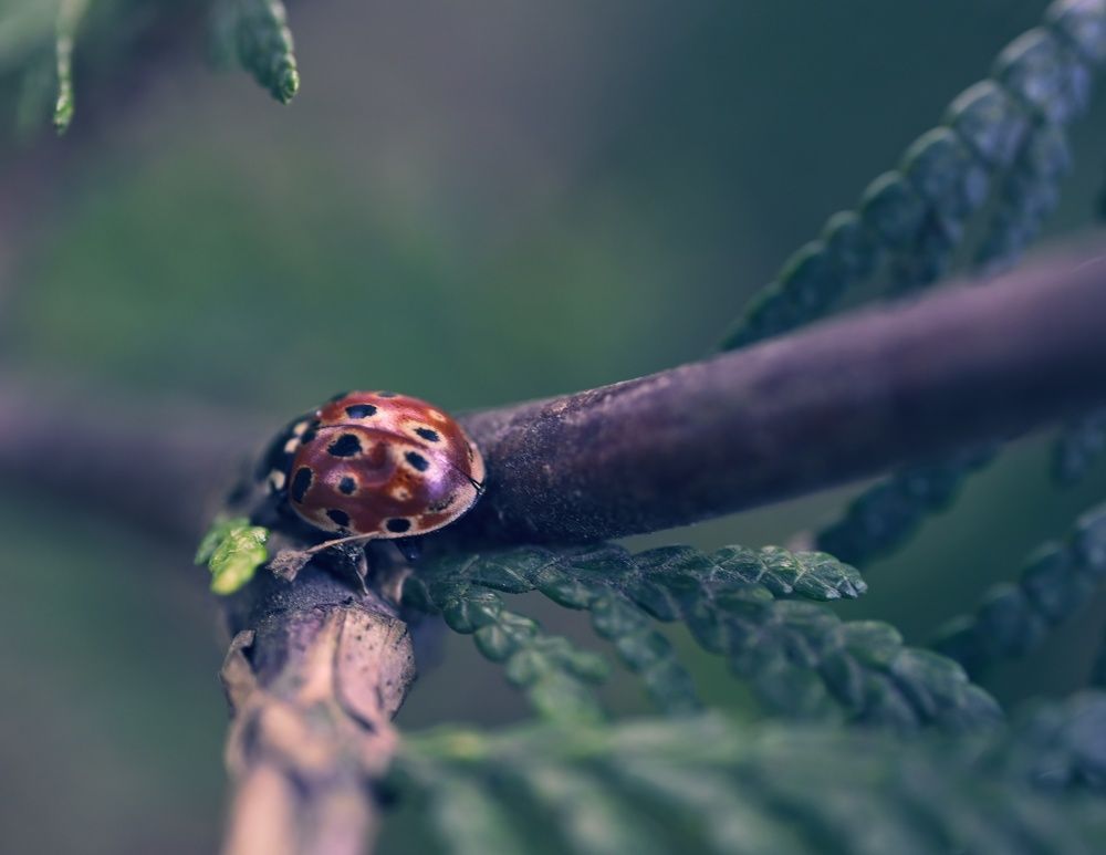 Photograph by Anastasia Uraeva