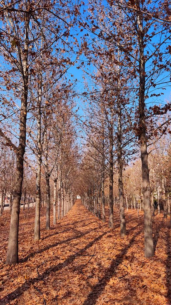 Photograph by Javad Tafti Farashah