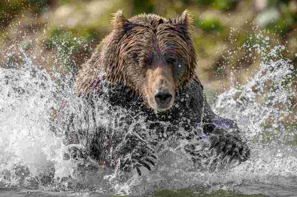 Photograph by Bret Saalwaechter