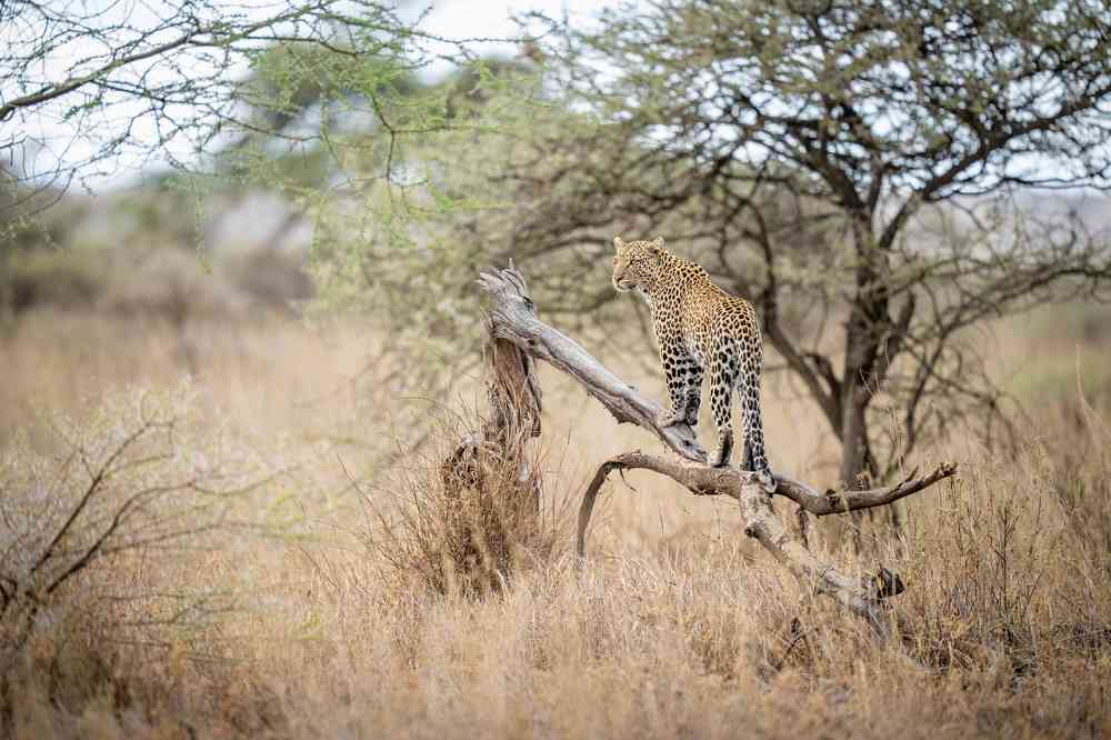 Photograph by Bret Saalwaechter