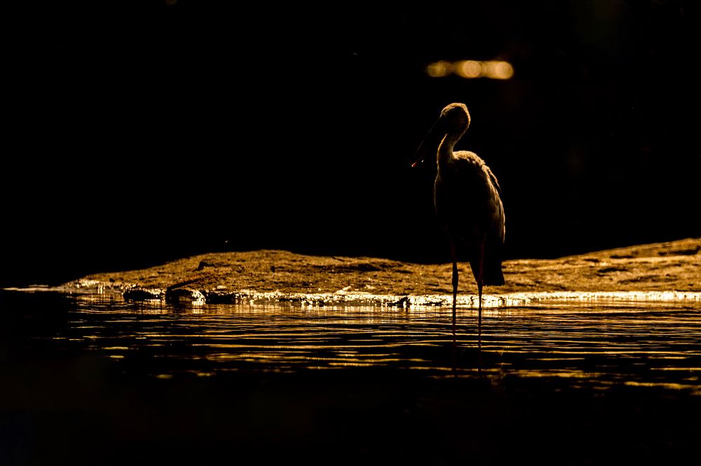 Asian Open Billed Stork