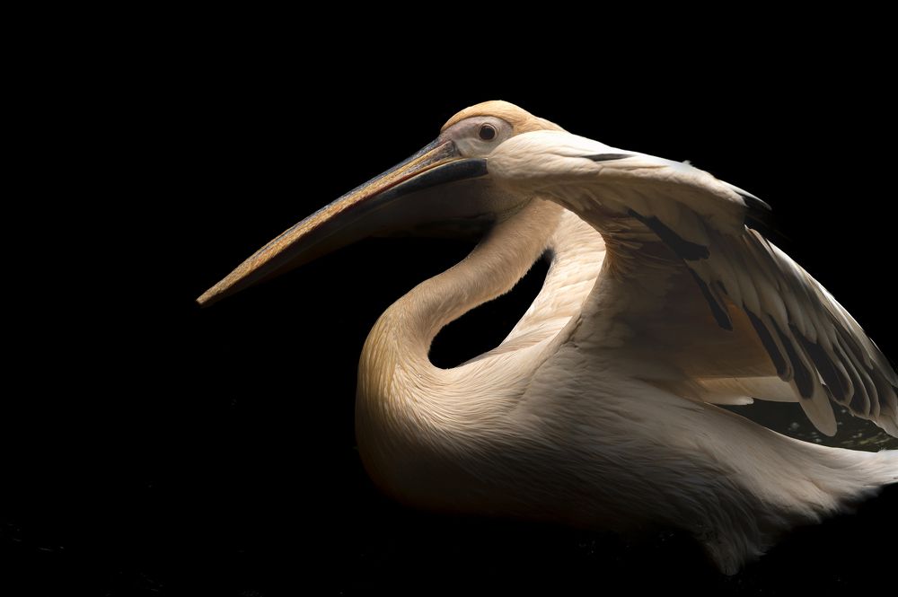Spot Billed Pelican