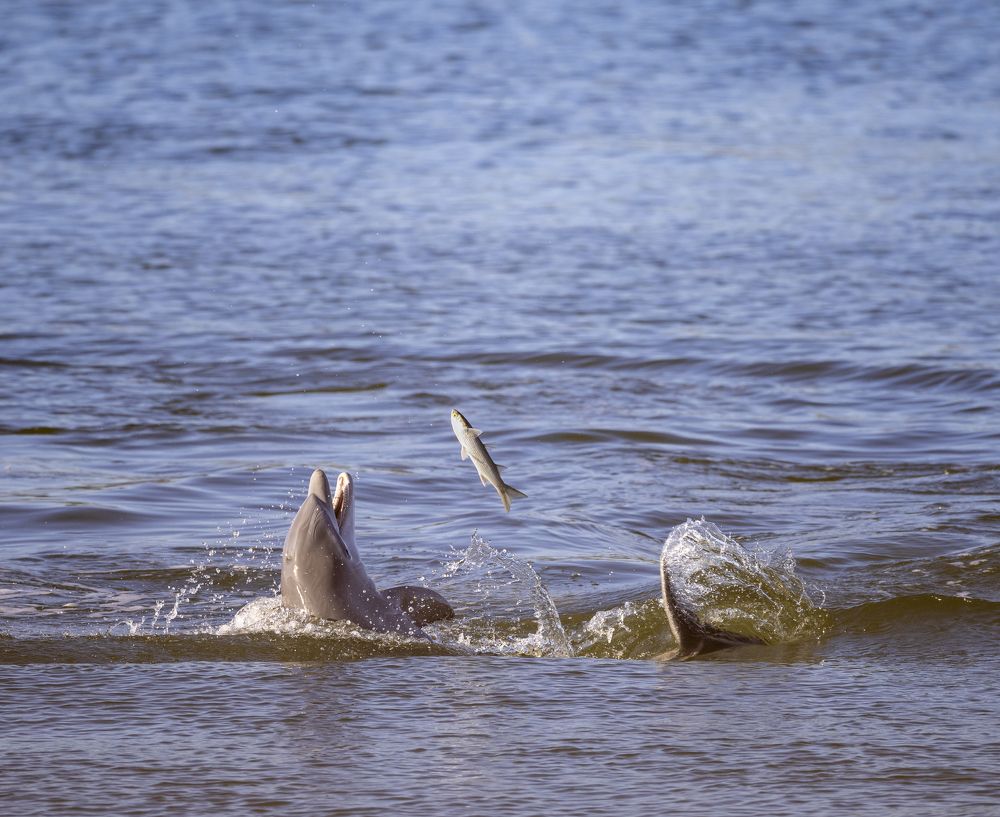 Photograph by Goutham Ganesh Sivanandam