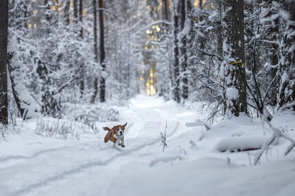 По снежному ковру