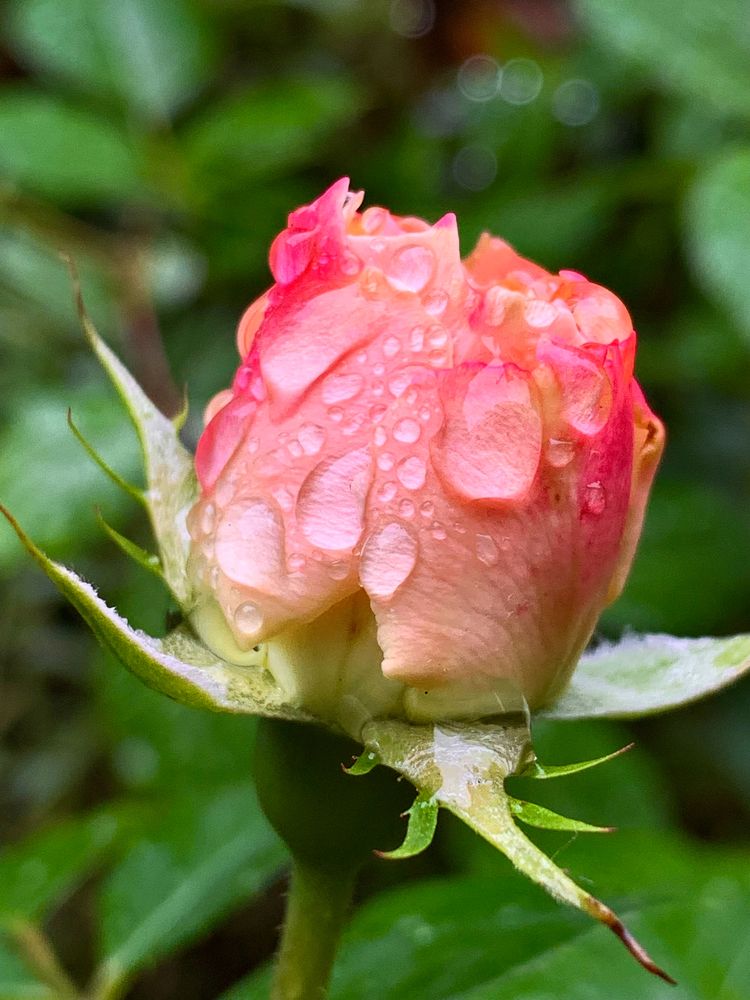 Photograph by Елена Макуха