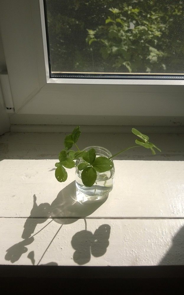 Photo #8586316