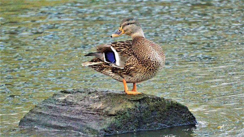 Photograph by Михаил Трусов