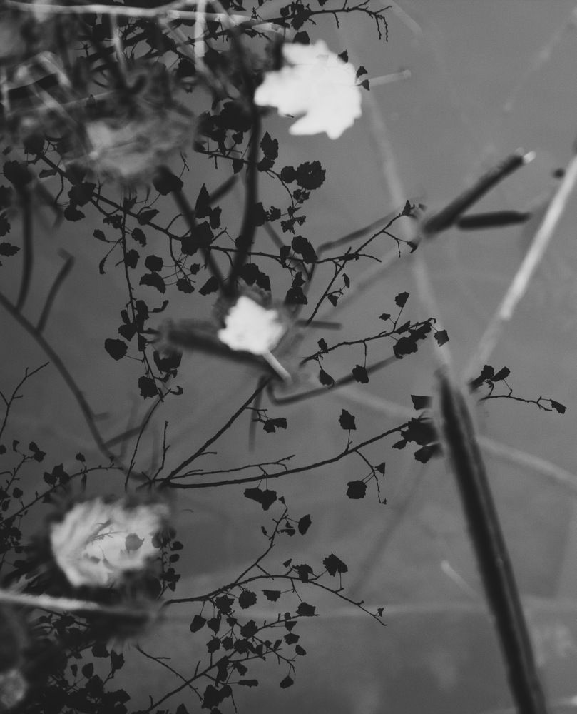 Photograph by Оксана Пидоря