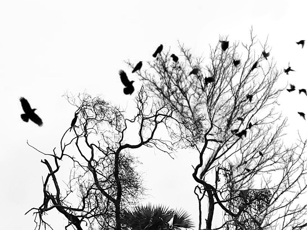 Photograph by Dibyajit Seth