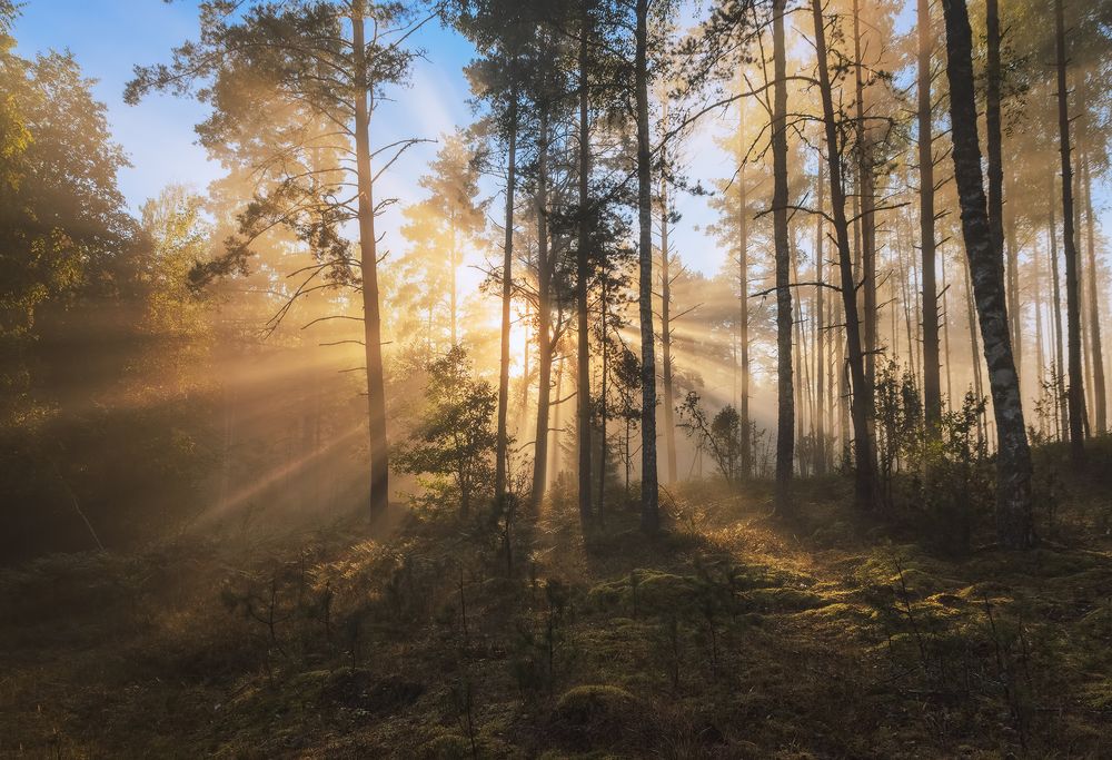 Фотография автора Andrew Kuzmin