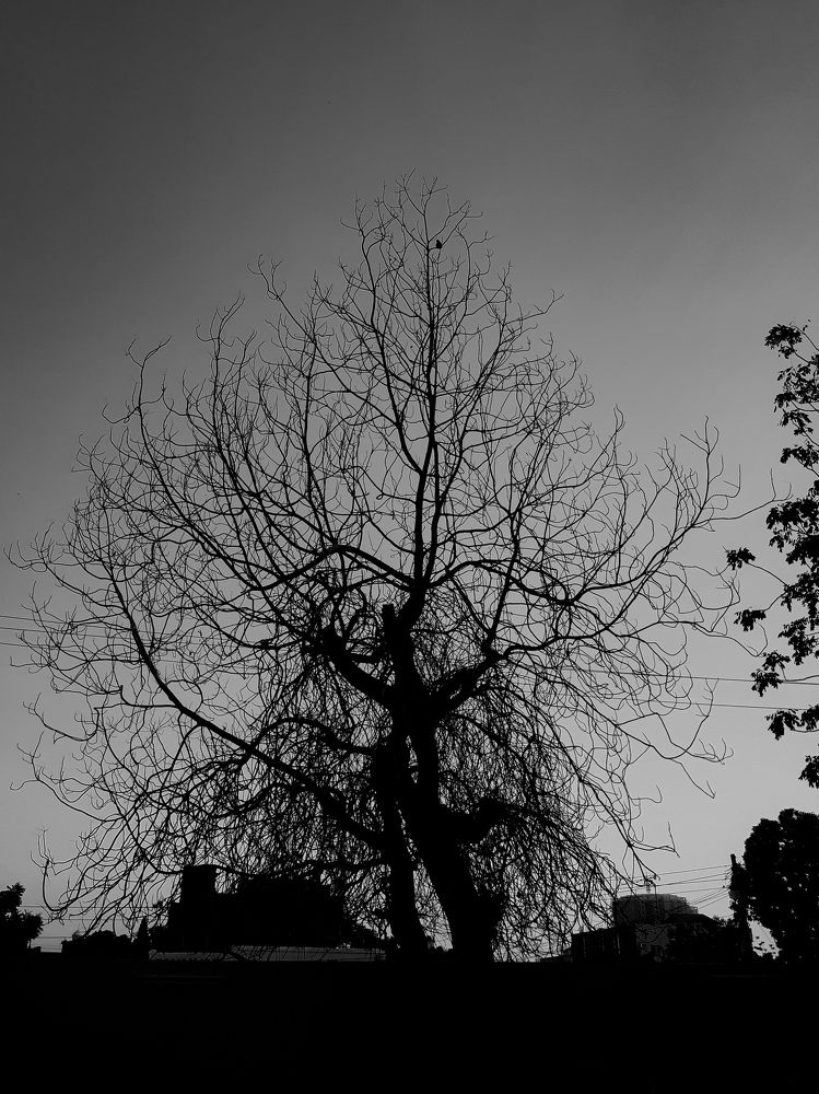 Photo #8586902