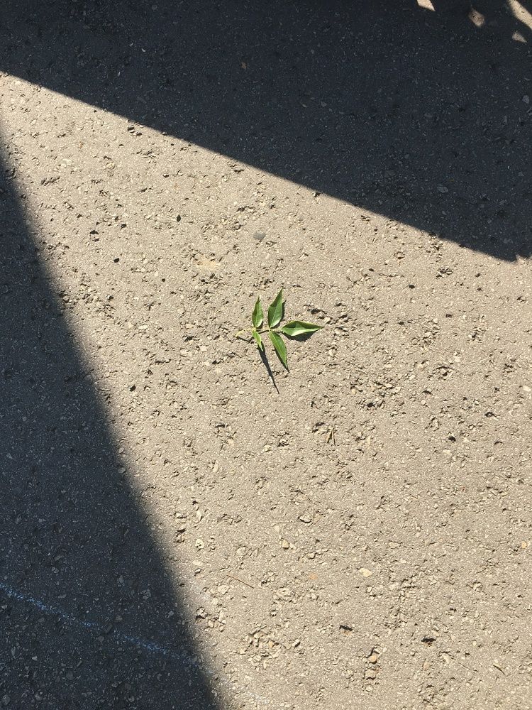 Фотография автора Балановская Виктория