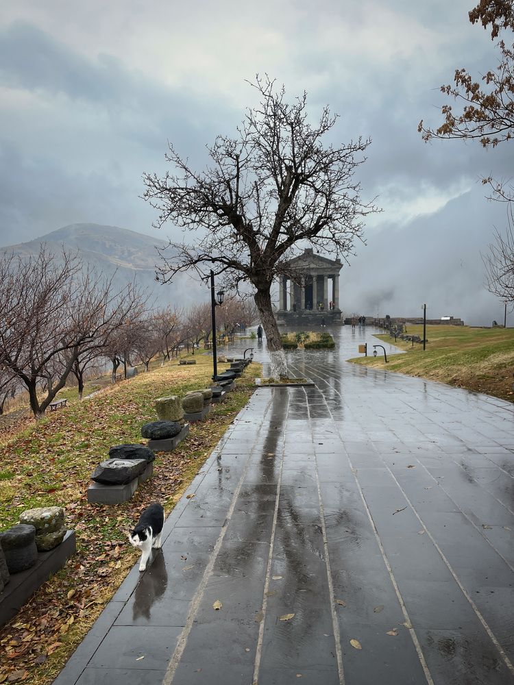 Туман придет и все закроет. Беги, кошка, домой!