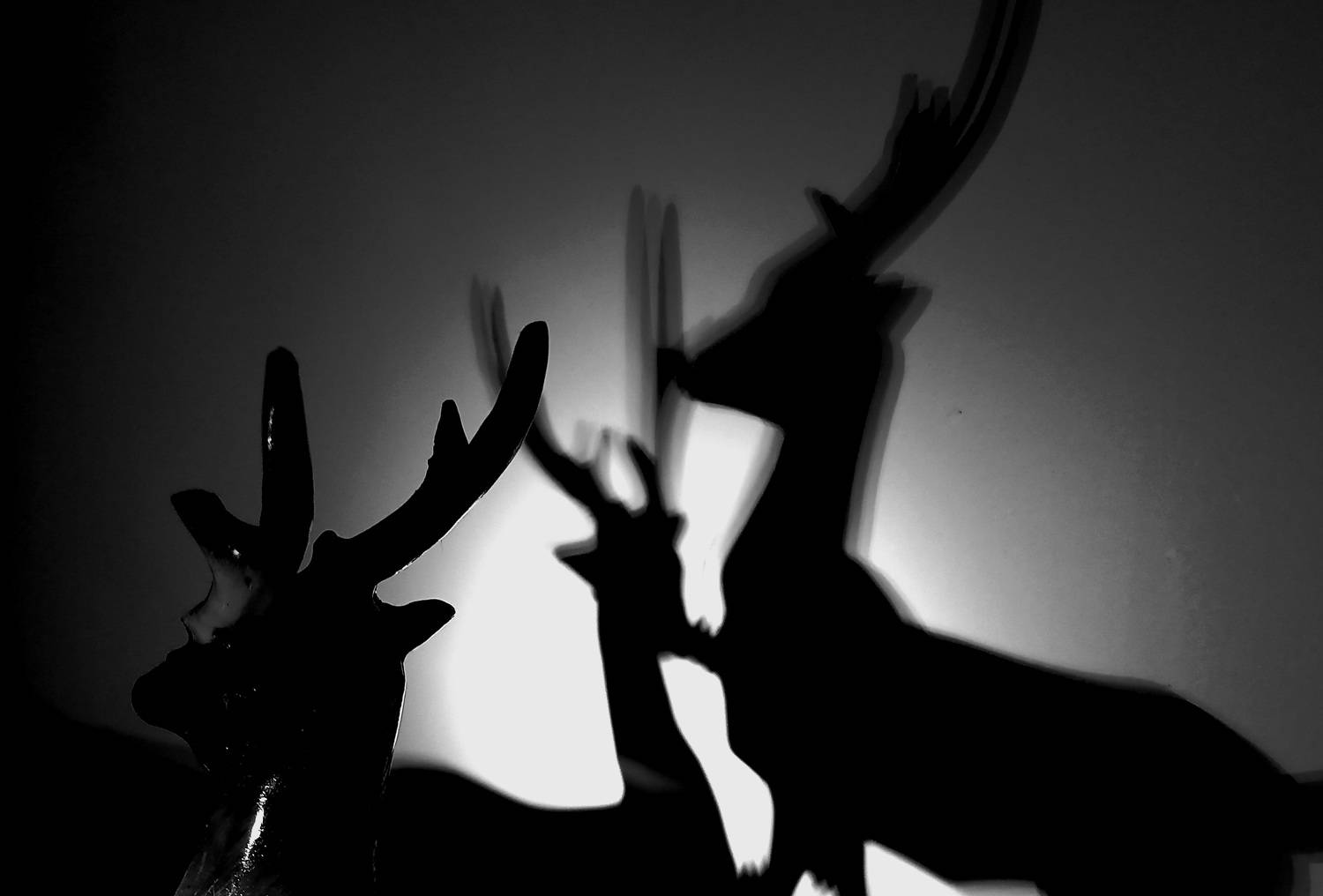Photo #8587732