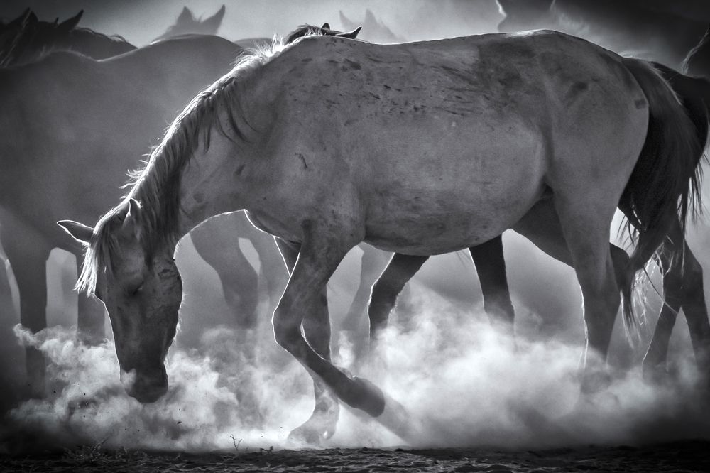 Фотография автора Aylin Turnator