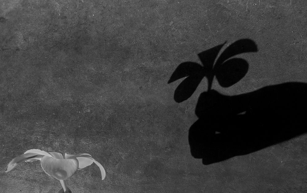 Photograph by Laddu Sasindu Pramuditha De Silva