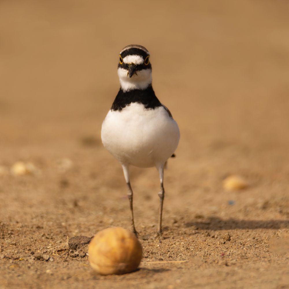 Little Ringed Plover