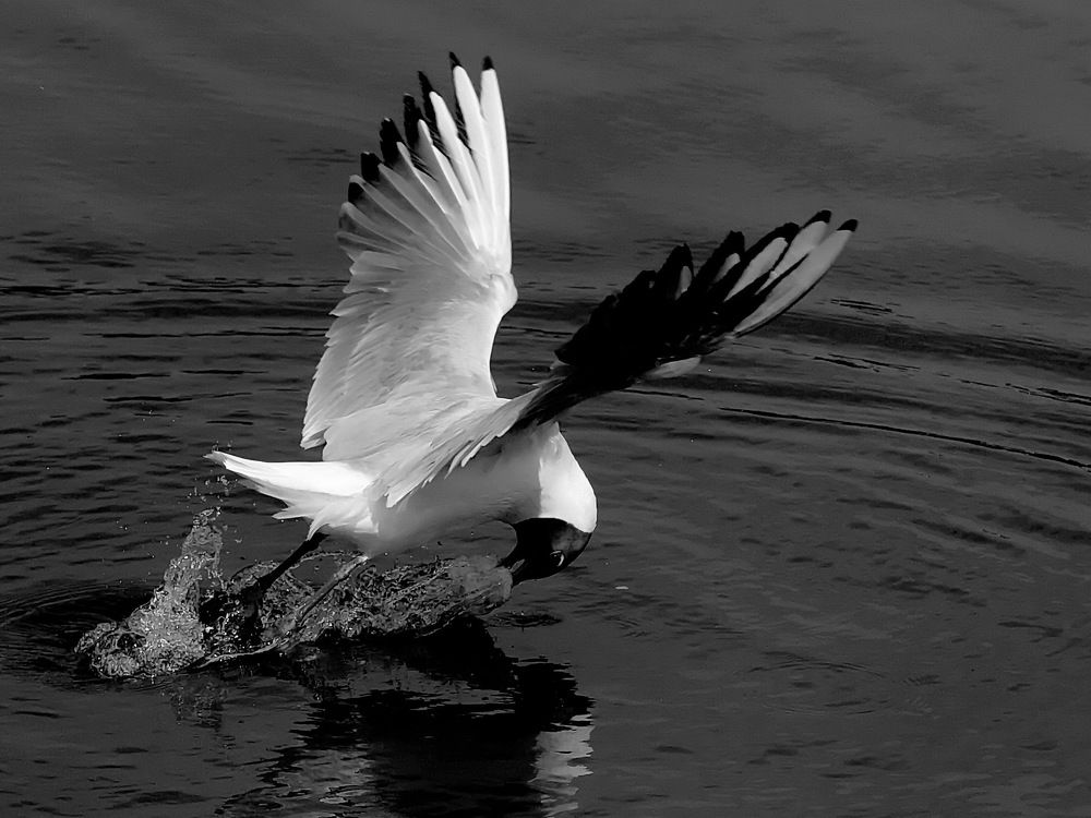 Photograph by Игорь Чеботарёв