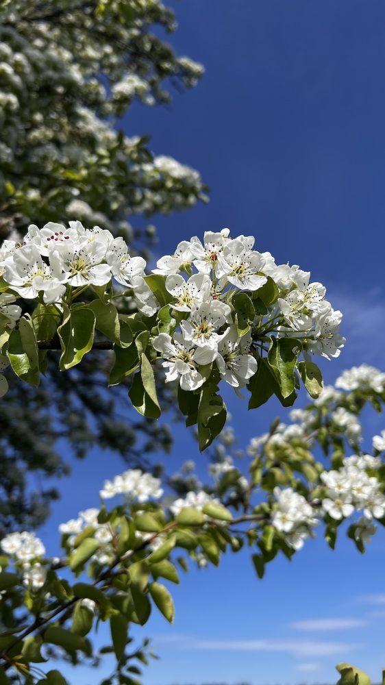 Цветение дикой груши.