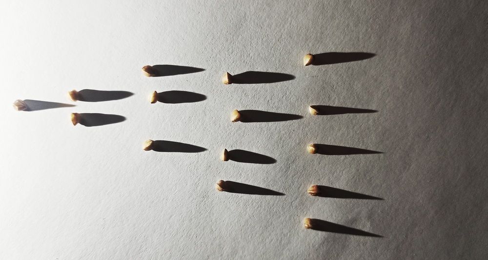 Photograph by Ольга Левакова