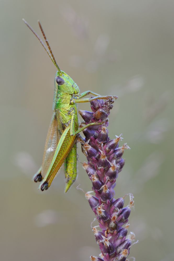 Баклажановый король.