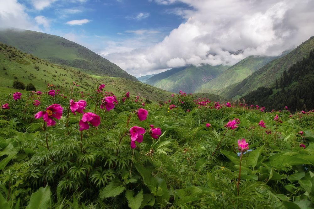 Мелодия весны