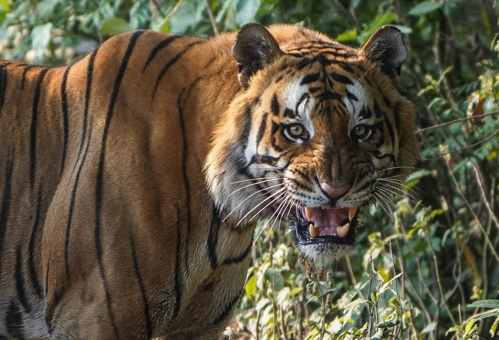 Photograph by Nirmalya Chakraborty