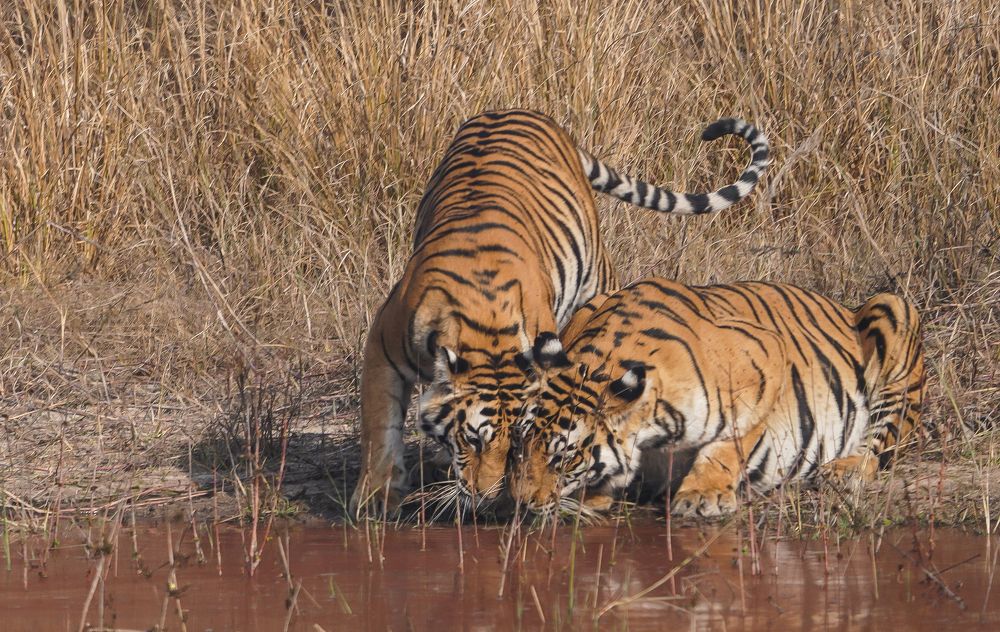 Photograph by Nirmalya Chakraborty