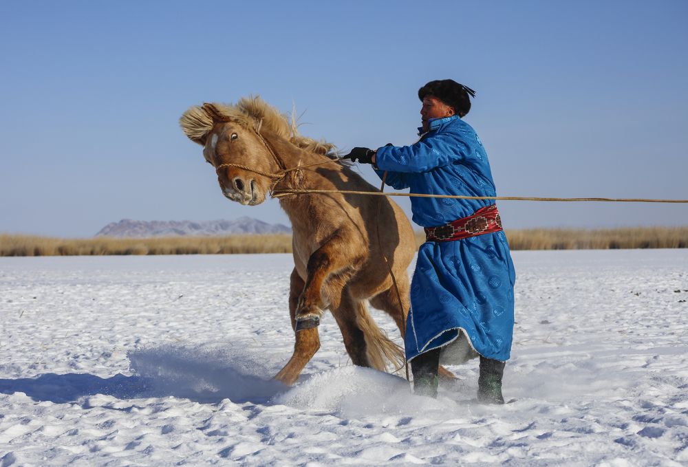 Before training a horse
