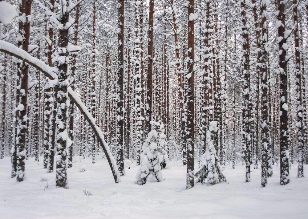 Photograph by Павел Дунюшкин