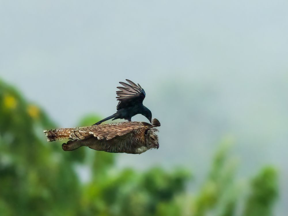 Photograph by Vipin P C