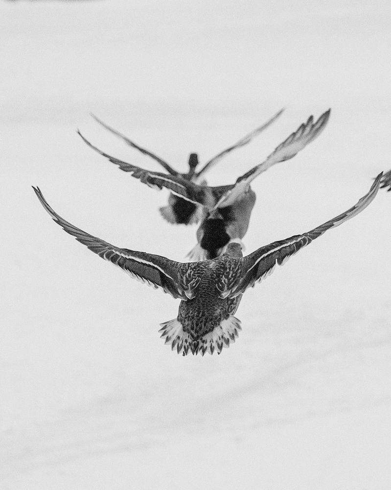 Photograph by Алексей Большаков