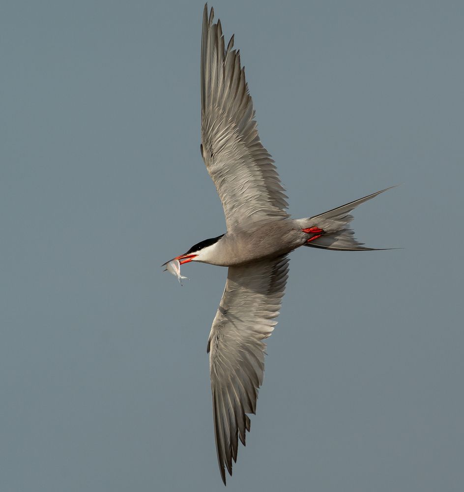 Photograph by Irvin Sabastian Nellikunnel Jose