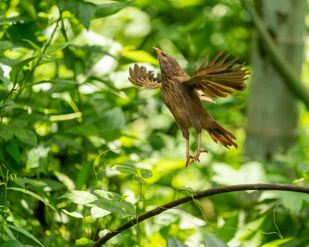 Photograph by Irvin Sabastian Nellikunnel Jose