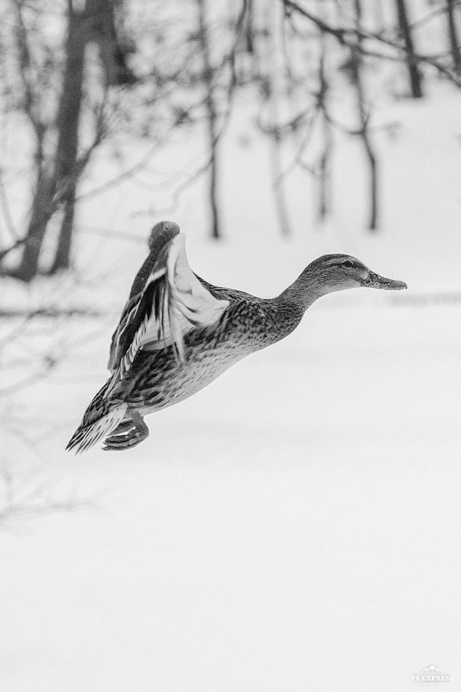 Photograph by Алексей Большаков