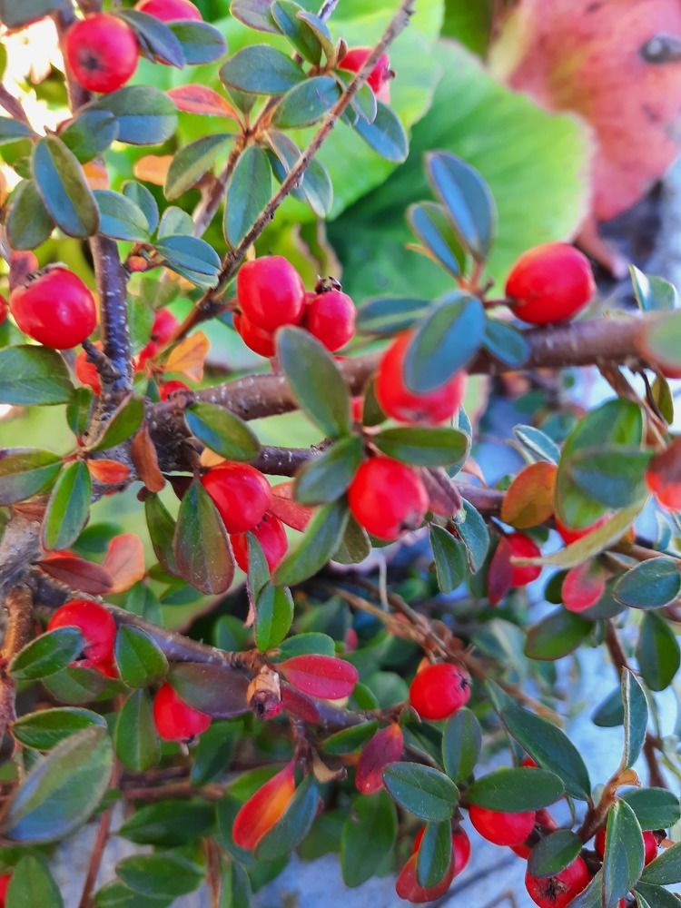 Осенние ягоды