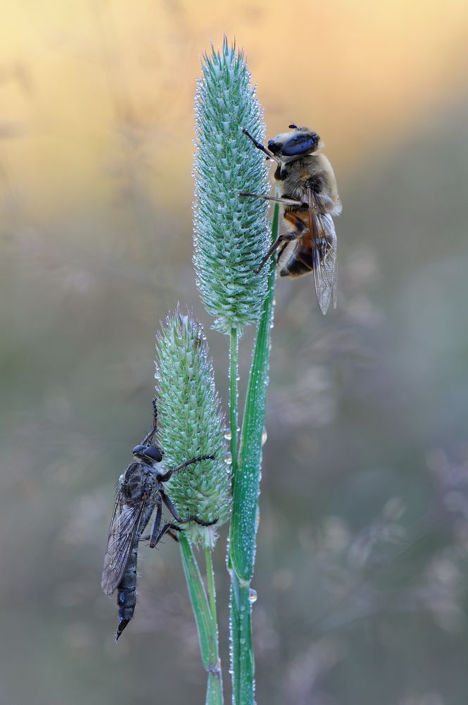Утро в мушинном царстве.
