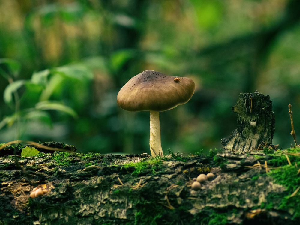 Грибной сезон