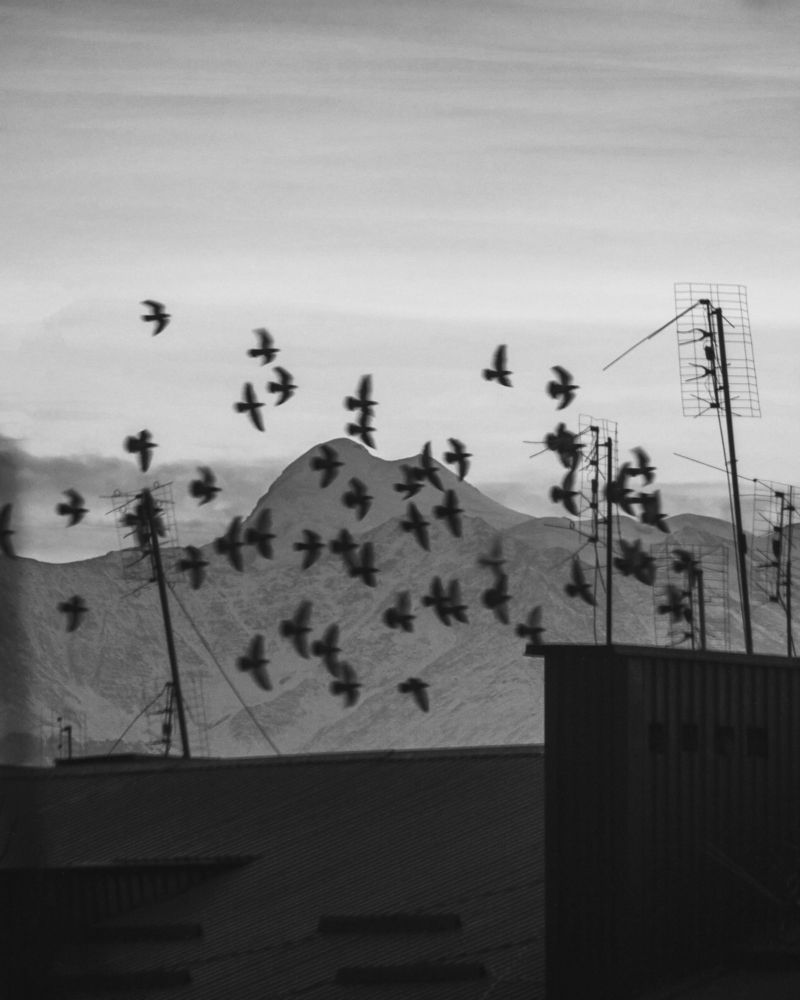 Голуби и крыши.