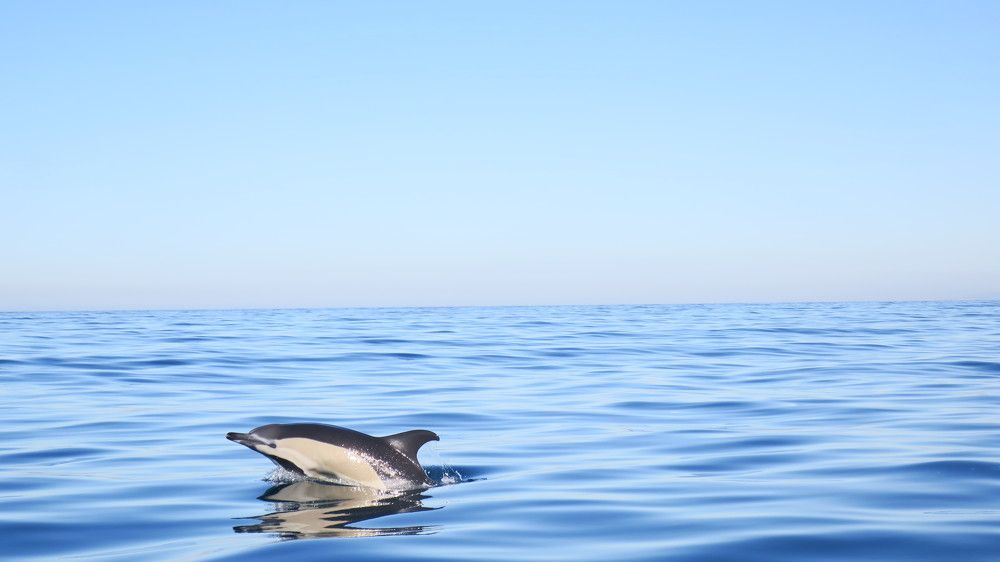Ocean Beauty