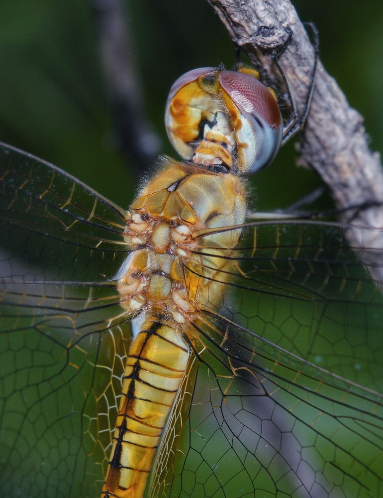 Photograph by Priyanka Dey Das