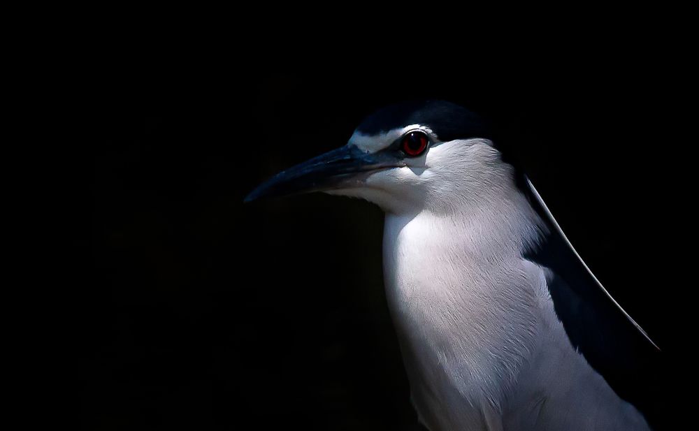Black Crowned Night Heron