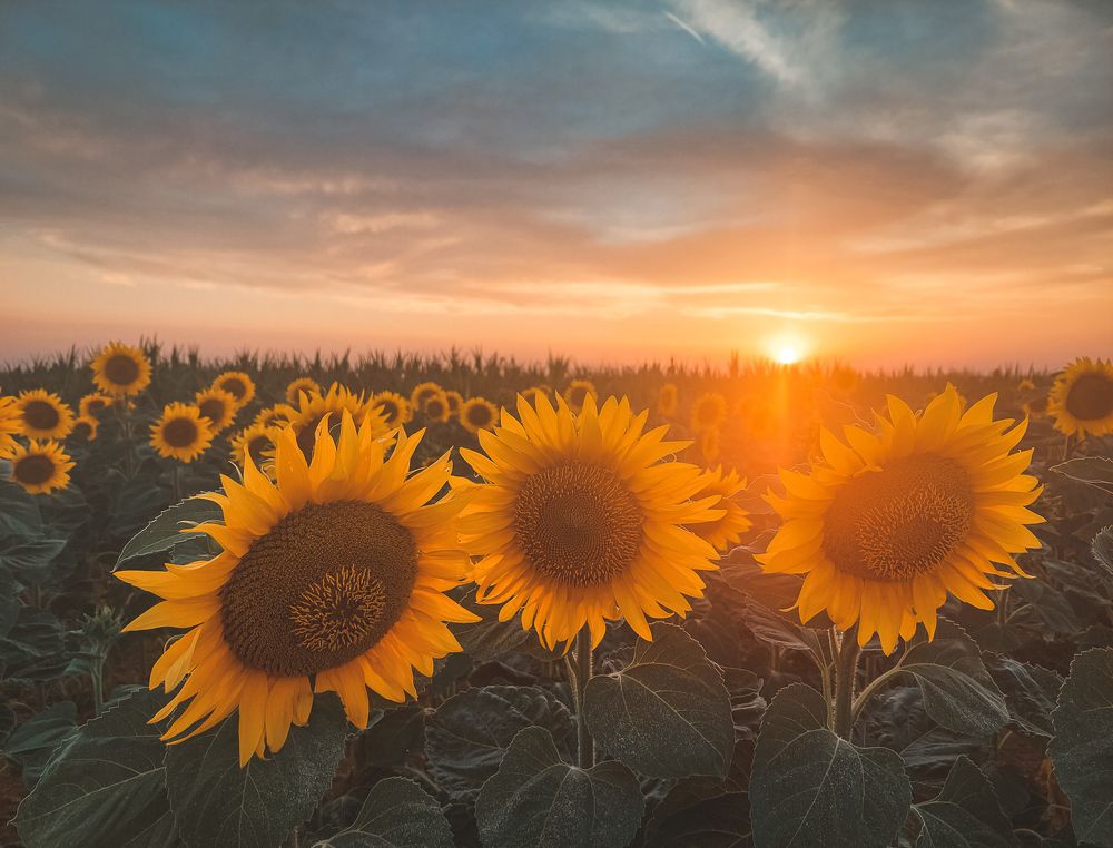 Photograph by Borsi Balázs