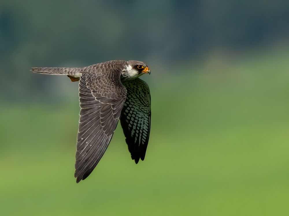 Photograph by Vipin P C