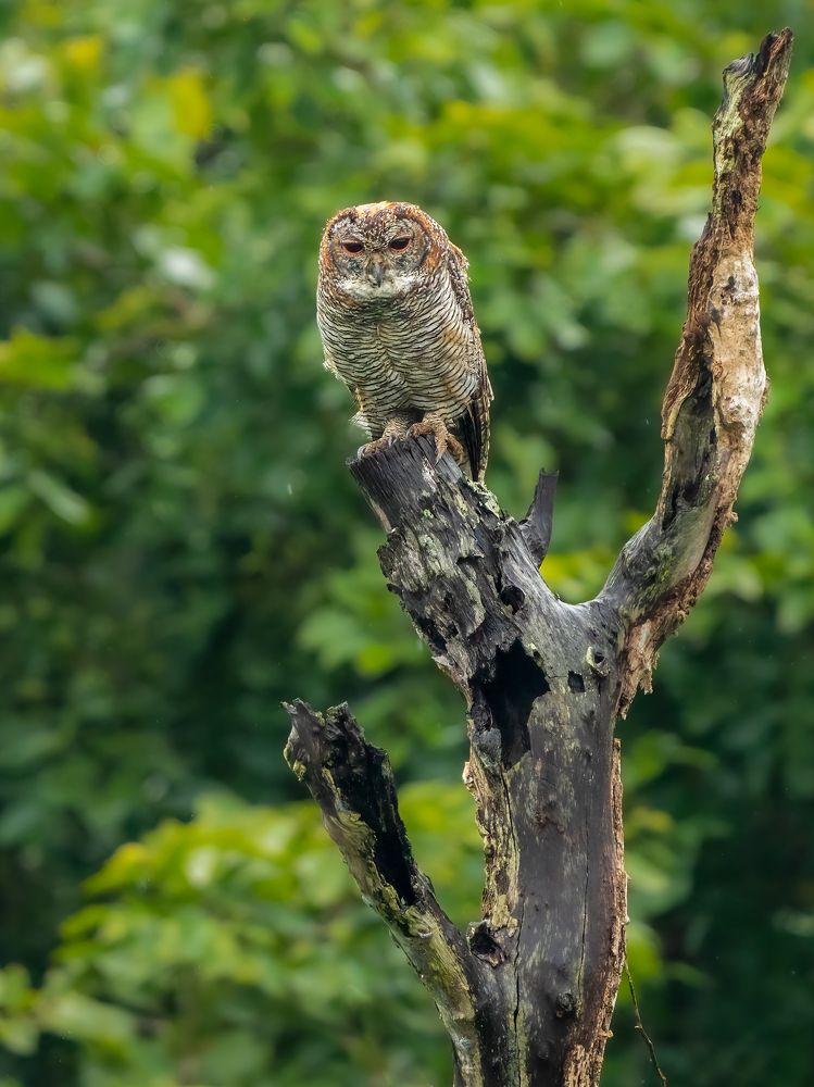 Photograph by Vipin P C